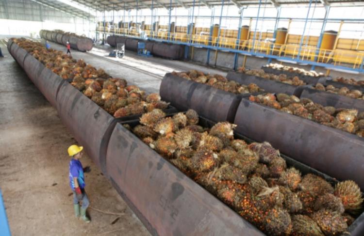 Emiten Sawit ini Garap Industri Makanan Hingga Kecantikan dan Energi Terbarukan