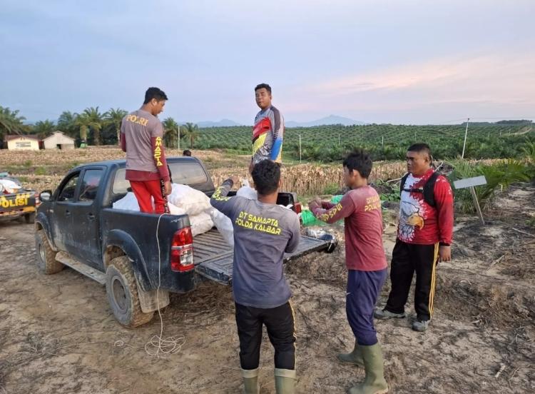 Dukung Ketahanan Pangan, Tanam Jagung Tumpang Sari Sawit Digalakkan di Landak