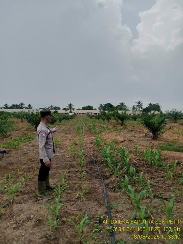 Tumpang Sari Jagung di Kebun Sawit Desa Kayu Labu Terus Dipantau