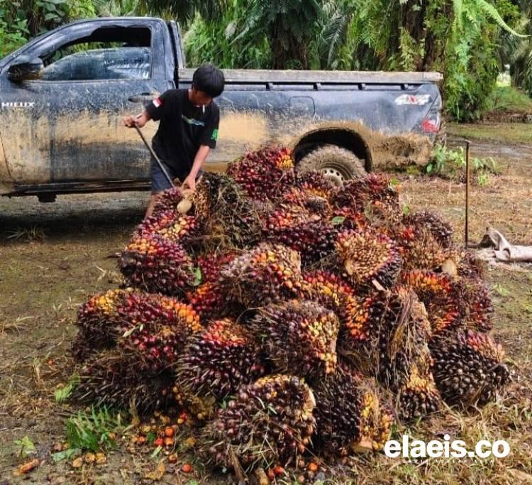 Turun Tipis, Harga Sawit di Sumut Dibeli Rp3.614,10/kg