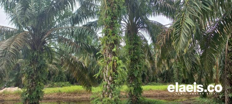Jamur Jahat Menyerang, Produksi Sawit Malaysia Anjlok 60 Persen per Hektar