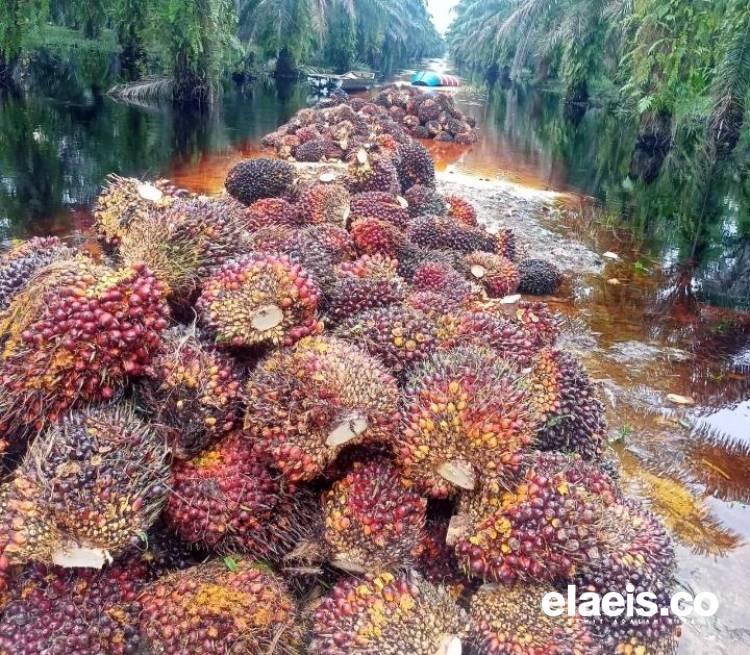 Selain Plasma, di Riau Harga Kelapa Sawit Swadaya Juga Naik Pekan Ini