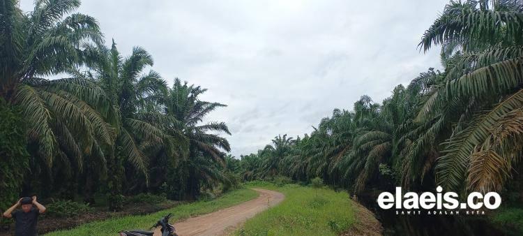 Perkebunan Sawit Ternyata Bisa Jadi Mesin Pengentasan Kemiskinan, Ini Faktanya