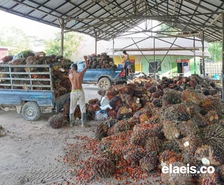 Perdagangan CPO di PBK Meningkat, Peluang Emas untuk Investor