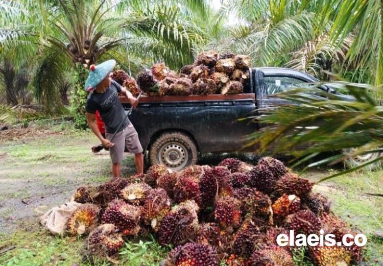 Akibat CPO dan Kernel Anjlok, Harga Sawit Plasma Riau Ikut Ambles