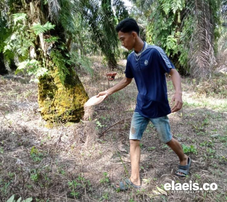 Begini Cara Tepat Pakai Abu Janjang Agar Hasil Sawit Lebih Optimal