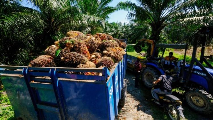 Tak Ada Lahan Ilegal, Sawit Haji Isam Tepis Isu Masuk Kawasan Hutan