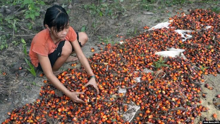 GAPKI Bantah Tuduhan NGO Soal Pekerja Anak di Industri Sawit, Begini Faktanya