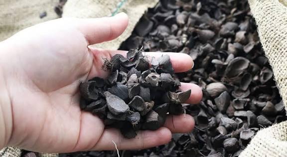 Limbah Sawit Ini Diserbu Jepang, Cuan Tembus Ratusan Juta!