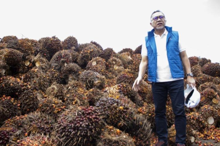 Lampung Tajir Berkat Sawit! Bea Cukai Pecah Rekor 200% Lebih