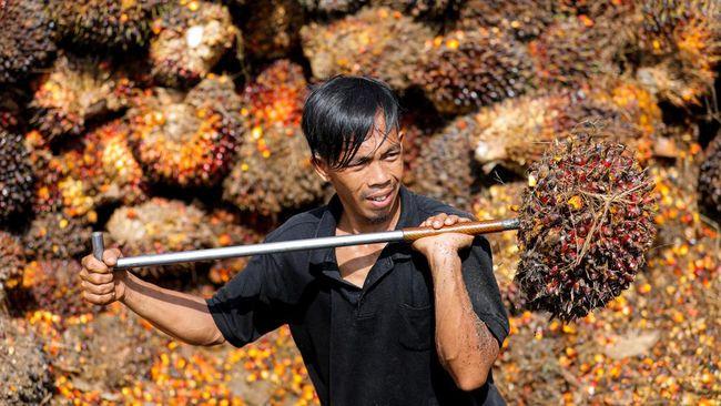 Pendapatan Negara Meningkat Tajam, Sawit Dongkrak Penerimaan Bea Keluar Oktober 2025