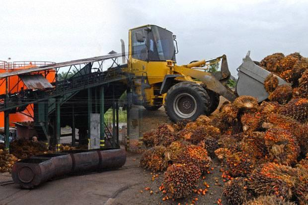 MODUS PPKS Bocorkan Ramalan Sawit 2025&ndash;2026, Produksi RI Makin Nanjak?