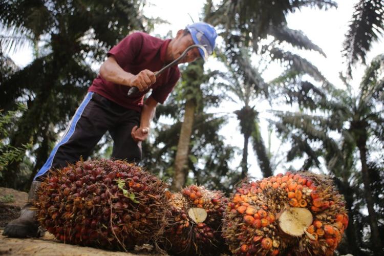Harga Minyak Sawit Naik Tipis, Tapi Data Ekonomi China Bikin Trader Deg-degan