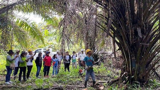 Kerja Berat Tiap Hari, Pekerja Sawit Mimika Merasa Terjebak Sistem Target