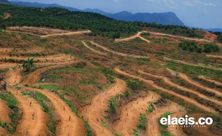 Demi BUMN, Jutaan Hektar Kebun Sawit Rampasan Diputihkan, Harapan Pecinta Lingkungan Pupus!