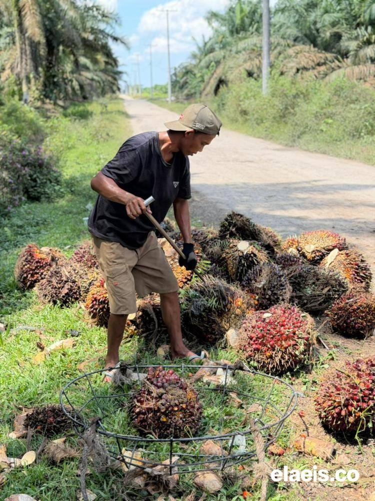 Harga Sawit Kaltim Pekan ini Rp3.175,54/kg