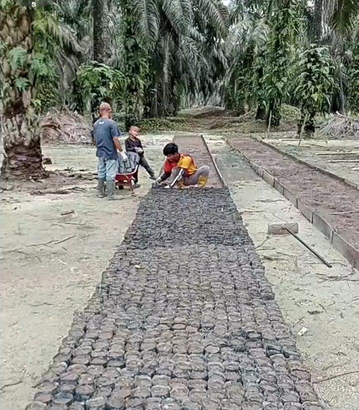 Cegah Gulma dan Kurangi Dampak Banjir, Koppsa-M Budidayakan Tumbuhan Kacangan Mandiri