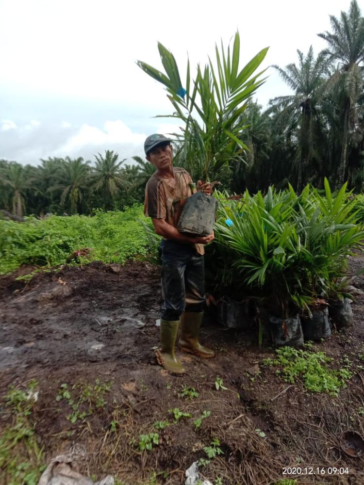 Dorong Kemandirian Ekonomi, Pemkab Aceh Jaya Tanam Sawit di Lahan Eks Kombatan GAM