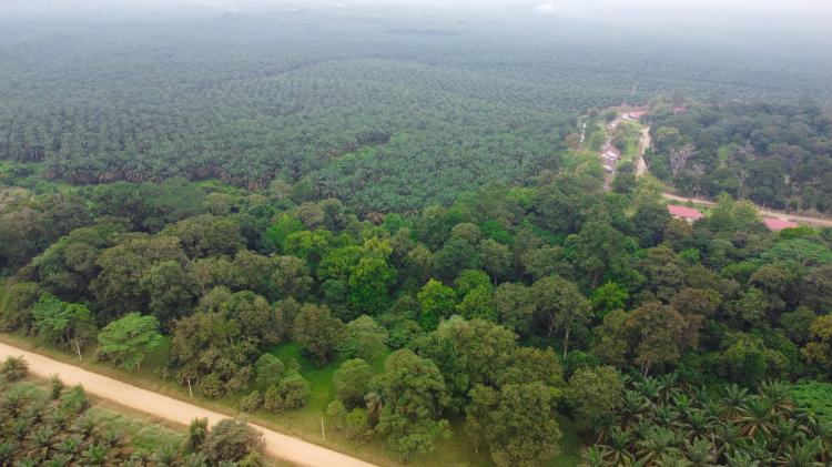 44.000 Hektare Sawit PalmCo di Riau Dikelola dengan Skema Organik dan Penyerbukan Alami