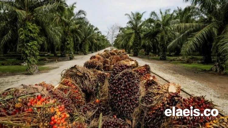 Pungutan Ekspor Sawit Direvisi, Maksimal 12,5% dari Harga Referensi