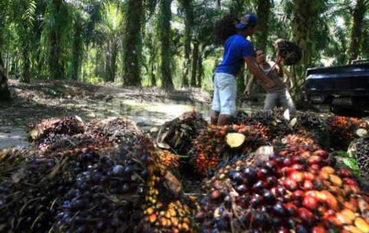 Peran Komponen Bioaktif Sawit dalam Menghambat Kerusakan dan Memperpanjang Daya Simpan Pangan