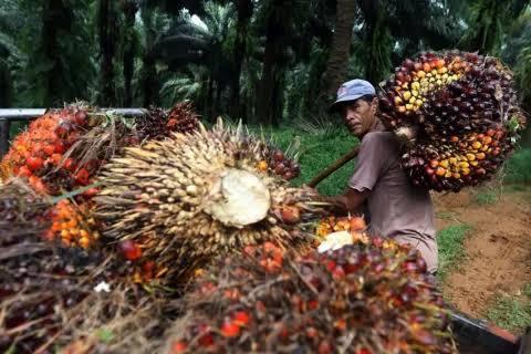 POPSI dan GAPKI Kompak Menolak Pajak Air Permukaan, Potensi Beban Capai Triliunan