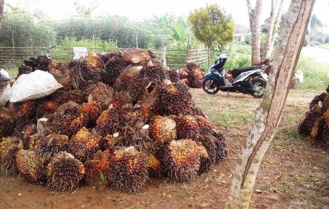 Pola 'Ngetrek Sawit' 7–14 Hari Ini Jadi Kunci Panen Melimpah di Bengkulu