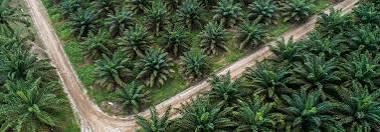 Isu Sawit di Eropa Panas, Tapi 4 Grup Eropa Ini Justru Panen Besar di Indonesia!