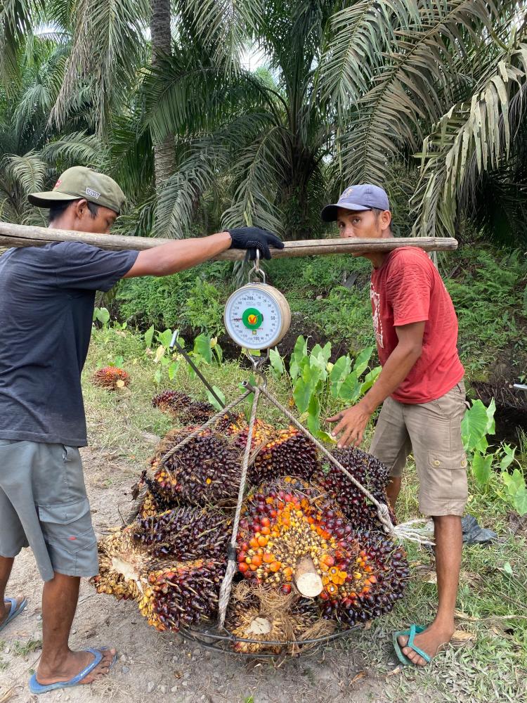 Turun Tipis, Harga Sawit Sumbar Dibeli Rp4.079,47/kg
