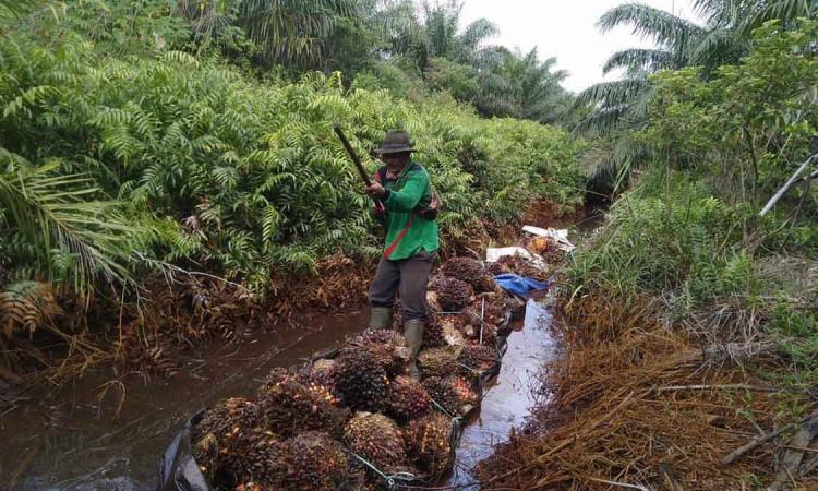 Kebun Sawit di Lahan Gambut Tak Bisa Sembarangan, Ini Aturan Ketat yang Wajib Dipatuhi