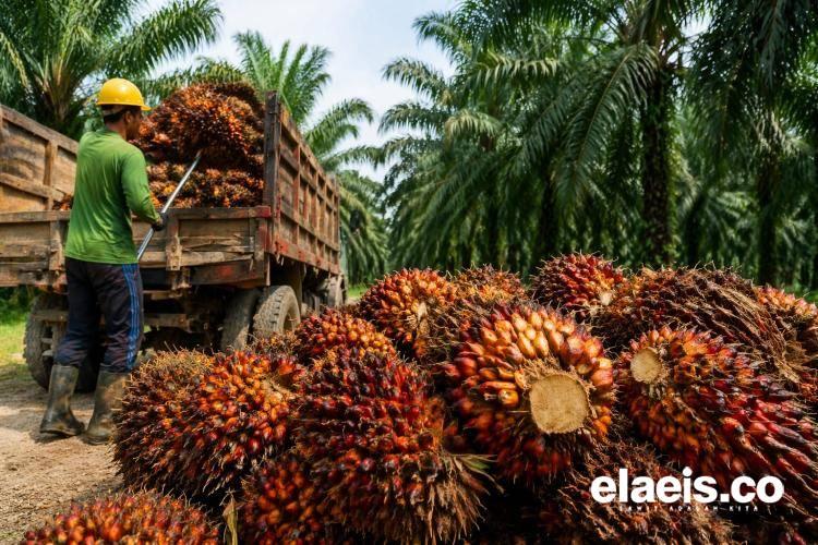 Analis: Harga CPO Masih di Zona Bearish, Tapi Sinyal Rebound Muncul