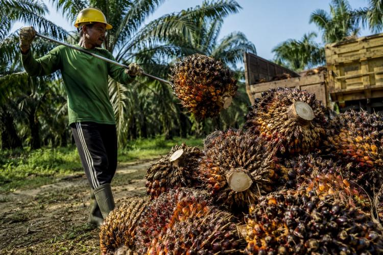 Pemerintah Buka Opsi Tanam Sawit di Lahan Nganggur, Produksi CPO Diprediksi Meledak