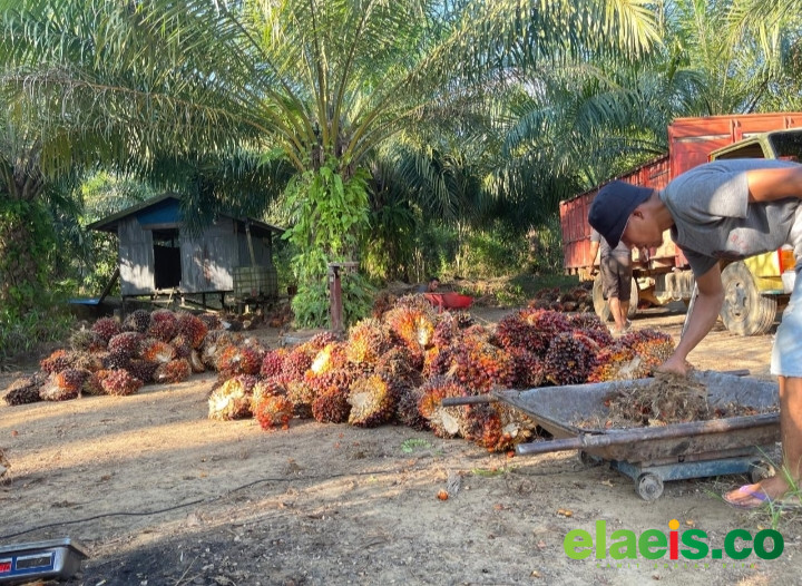 Apkasindo Dukung Percepatan Pembangunan Kebun Plasma di Kalteng