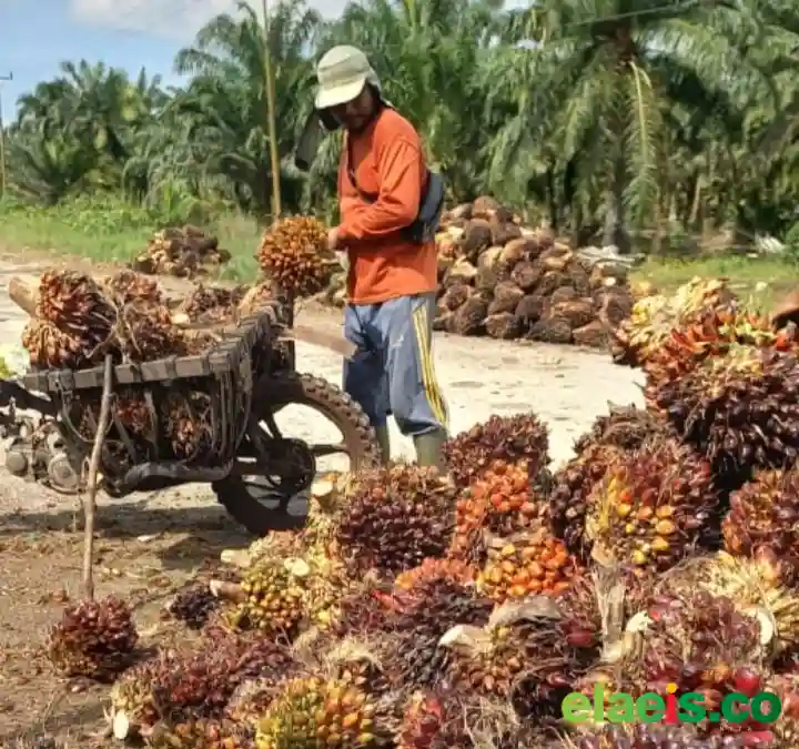 Ikut Anjlok, Begini Kondisi Harga Sawit Mitra Swadaya di Riau