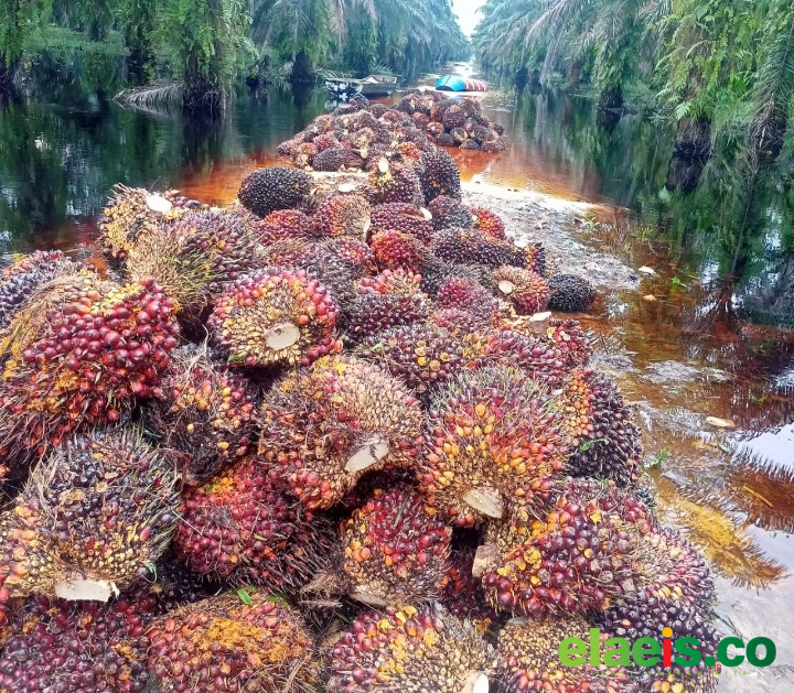 Anjlok Lagi, Harga Sawit Plasma Rp3.874,93/kg Minggu Ini