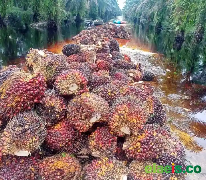 Anjlok Lagi, Harga Sawit Plasma Rp3.874,93/kg Minggu Ini