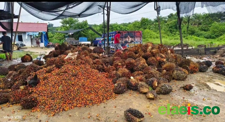 Harga Sawit Swadaya Sumut Dibeli Rp3.100/kg - Rp3.420/kg