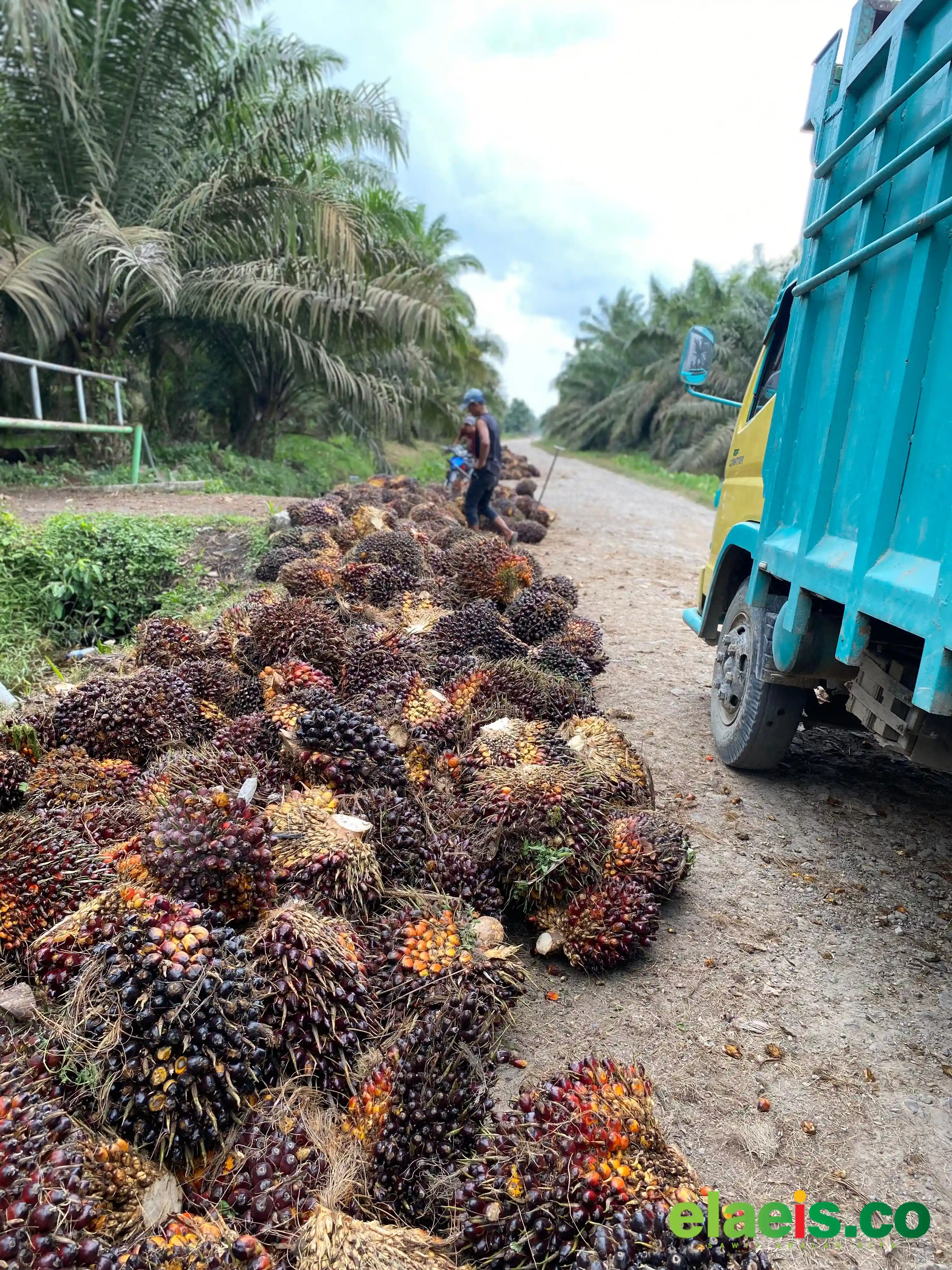 Masih Jadi Pemuncak, Harga Sawit Sumbar Rp4.003,75/kg