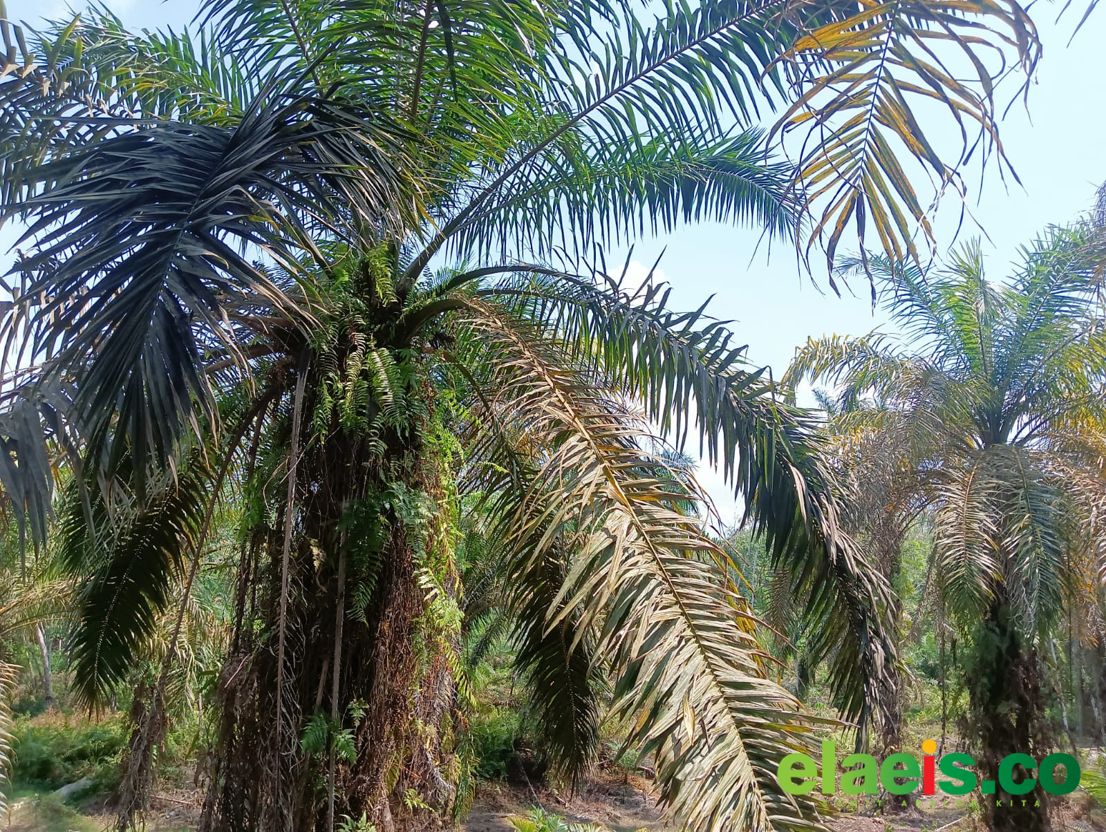 Salah Pilih Bibit, Tak Sedikit Petani Sawit di Berau Merugi - Tidak sedikit petani kelapa sawit di Kabupaten Berau, Kalimantan Timur (Kaltim) kini tengah bimbang lantaran kebun kelapa sawitnya tidak berproduksi dengan baik. Hal ini dilatarbelakangi pemilihan bib