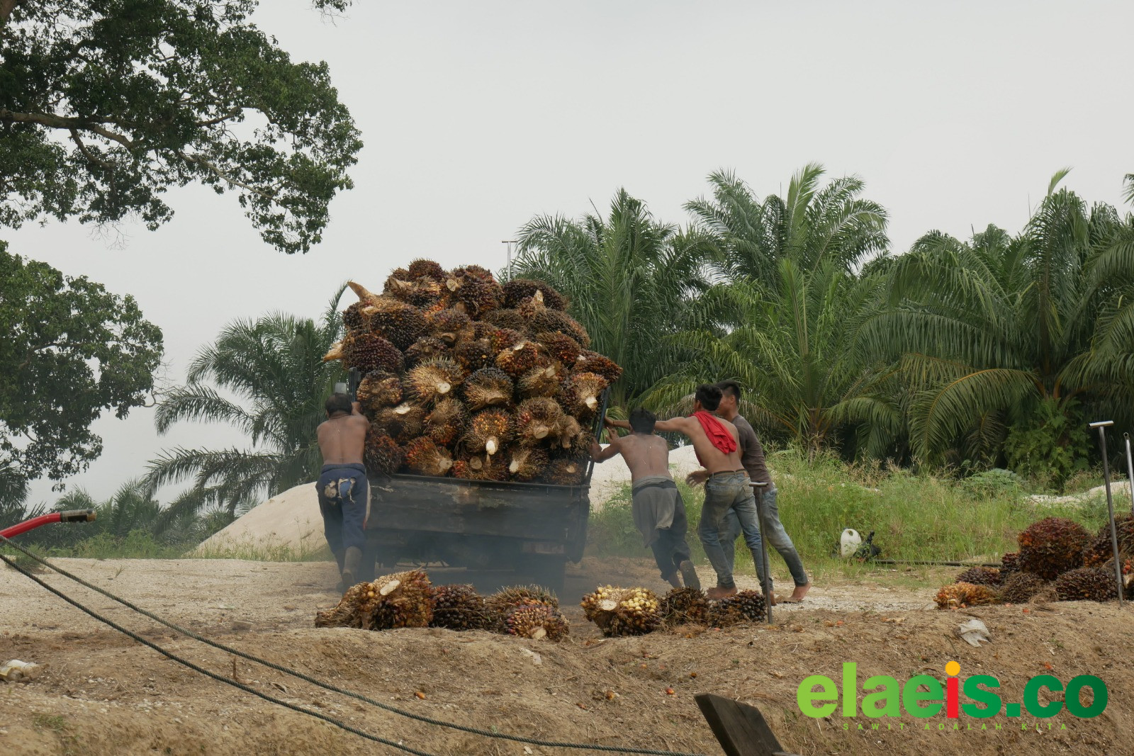 Turun Tipis, Harga Sawit Mitra Swadaya di Riau Dibandrol Rp3.832,65/kg - Berbeda dengan harga kelapa sawit mitra plasma yang mengalami kenaikan, harga kelapa sawit mitra swadaya di Riau justru turun pekan ini. Sepekan mendatang harganya dibeli Rp3.832,65/kg.