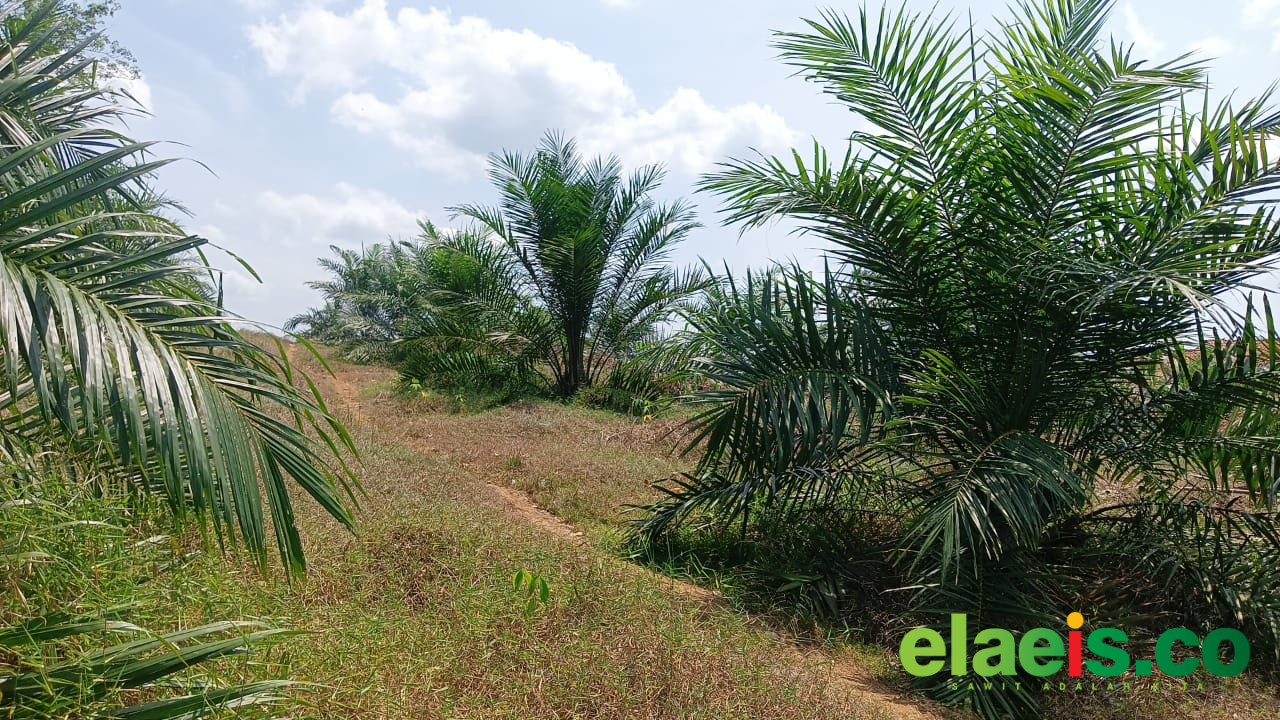 Bukan Hanya Bibit Palsu, Pupuk Palsu Juga Ramai di Berau - Pupuk palsu saat ini juga tengah menjadi masalah di sektor perkebunan kelapa sawit di wilayah Kabupaten Berau, Provinsi Kalimantan Timur (Kaltim). Tidak sedikit petani yang merugi akibat praktek pered