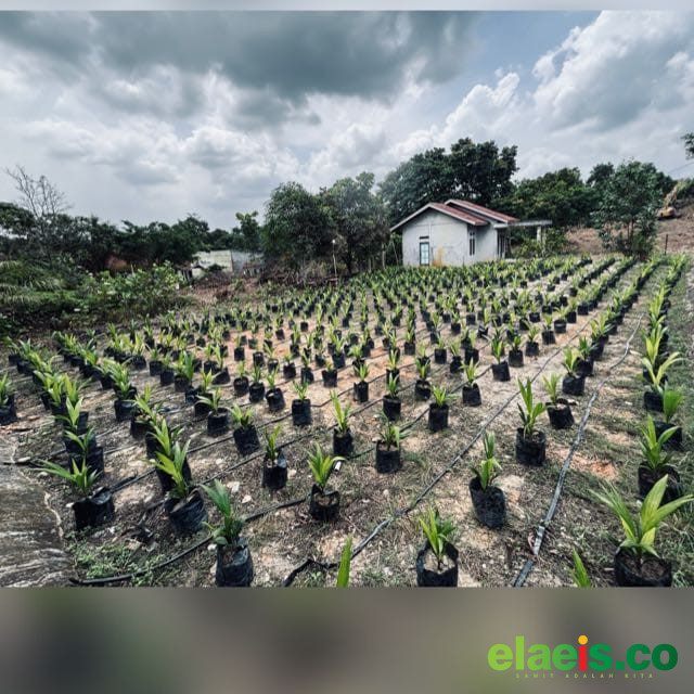 Persyaratan Jadi Tantangan Program Beasiswa Sawit di Papua - Badan Pengelolaan Dana Perkebunan (BPDP) saat ini tengah gencar mensosialisasikan program Beasiswa Sawit 2026. Tidak terkecuali di Provinsi Papua yang juga menjadi salah satu sentra kelapa sawit di In
