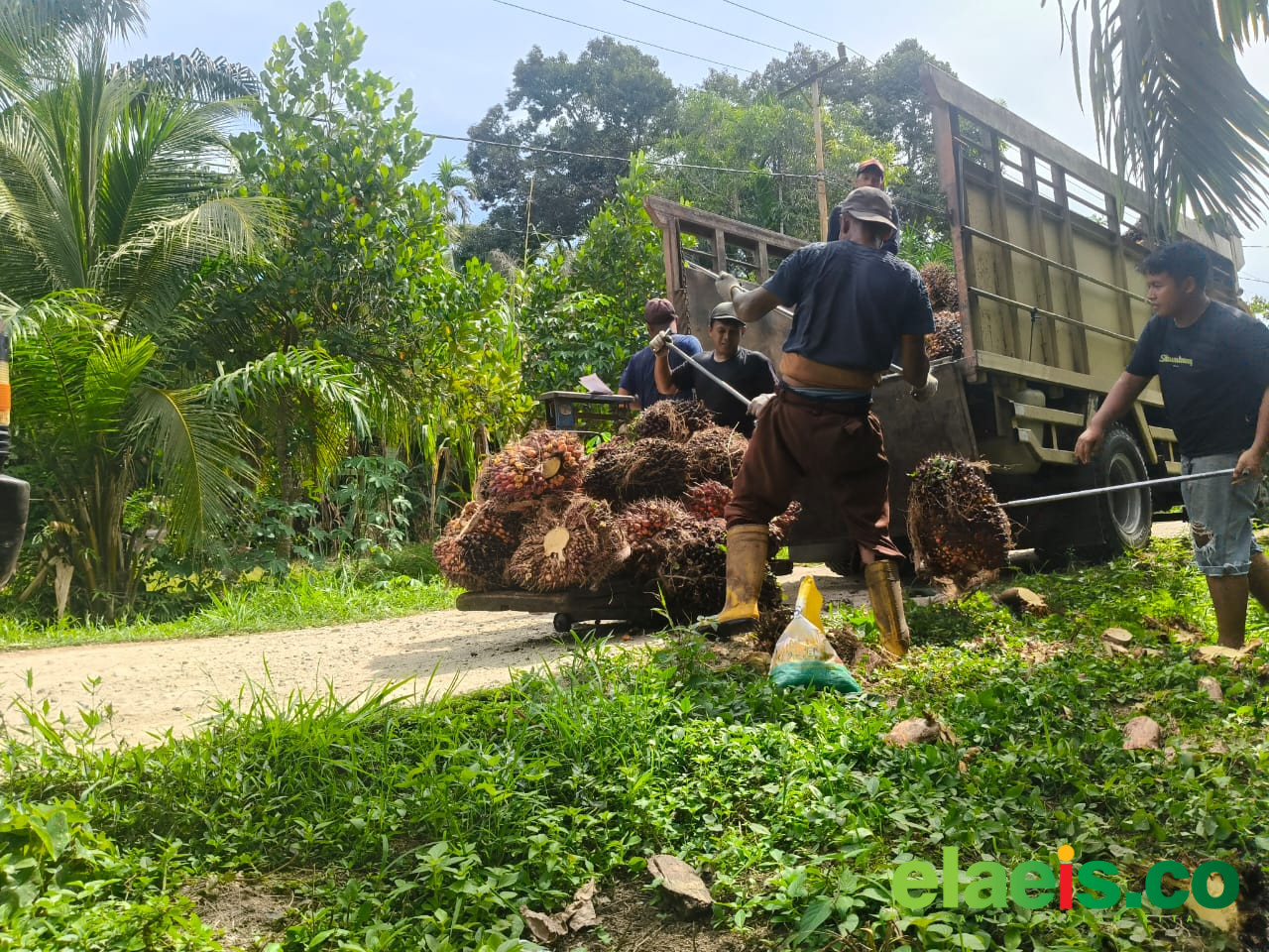15 Tahun ISPO Jalan di Tempat, APKASINDO: Bedakan Harga TBS, Pasti Berebut - Setelah 15 tahun berjalan, sertifikasi ISPO petani sawit masih minim. APKASINDO menilai harga TBS berbeda jadi kunci petani mau ikut ISPO.