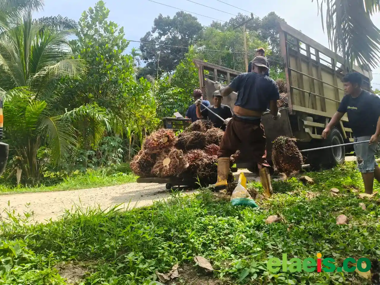 15 Tahun ISPO Jalan di Tempat, APKASINDO: Bedakan Harga TBS, Pasti Berebut