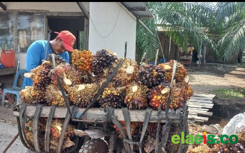 Harga Sawit Mitra Swadaya di Riau Naik, Segini Besarannya - Berbeda dengan harga mitra plasma yang mengalami penurunan, harga sawit mitra swadaya di Riau pekan ini justru  mengalami kenaikan. Yakni naik sebesar  Rp 24,49/kg atau mencapai 0,64% dari Minggu lalu