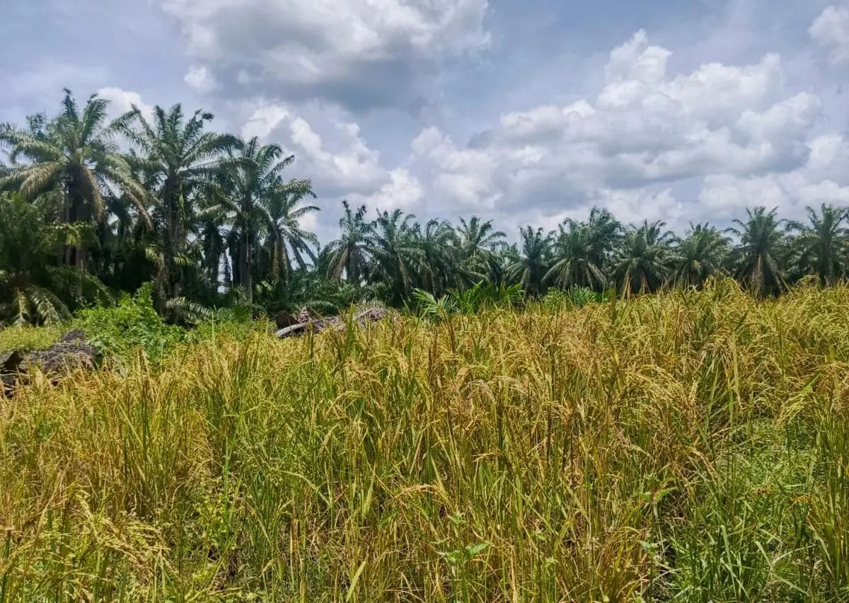 PASPI Bongkar Fakta, Ekspansi Sawit Tak Ganggu Produksi Padi - PASPI mengungkap ekspansi sawit tidak mengganggu produksi padi nasional.