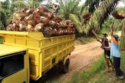 Riset Terbaru Ungkap Emisi Netto Sawit RI Jauh Lebih Rendah dari Tuduhan Global