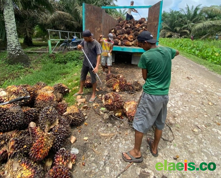 Turun Tipis, Harga Sawit Plasma Riau Dibeli Rp3.866,90/kg - Harga kelapa sawit mitra plasma di Provinsi Riau kembali mengalami penurunan Minggu ini. Harganya hanya dibeli Rp3.866,90/kg.