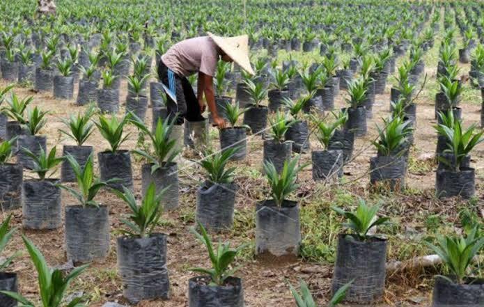 GAPKI Buka-Bukaan: 48 Bulan Tanpa Penghasilan, PSR Jadi Ujian Petani
