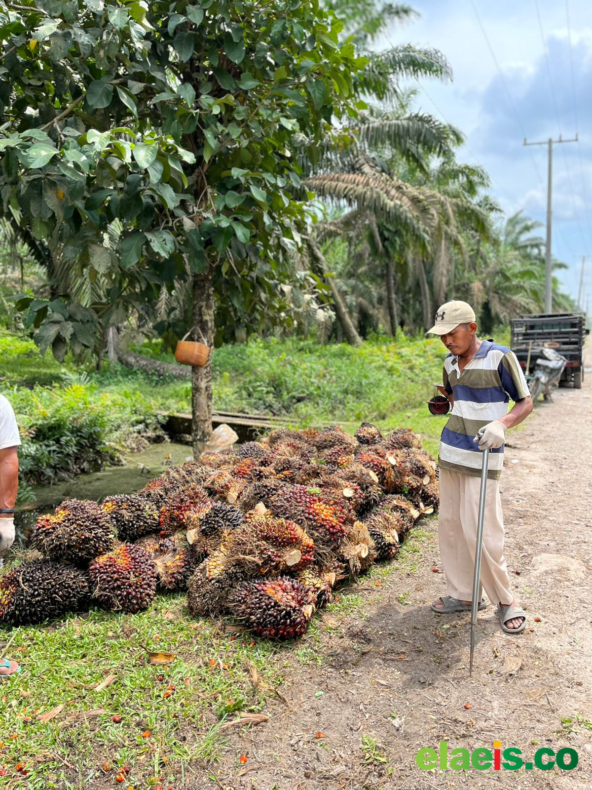 Merangkak Naik, Sawit Plasma Sumut Dibandrol Rp3.909,06/kg - Bukan haya harga sawit swadaya yang mengalami pergerakan positif Minggu ini, harga sawit plasma di Provinsi Sumatera Utara (Sumut) juga mengalami hal yang sama. Yakni mengalami kenaikan tipis dibandin
